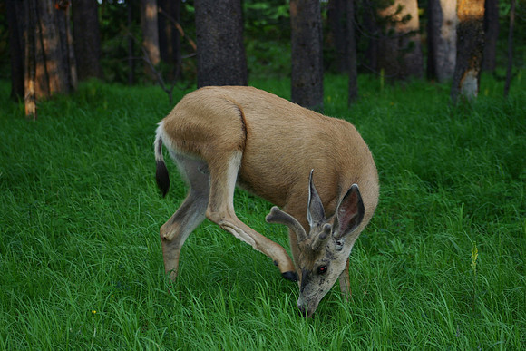 Mule Deer Yellowstone