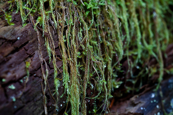 Mossy Log