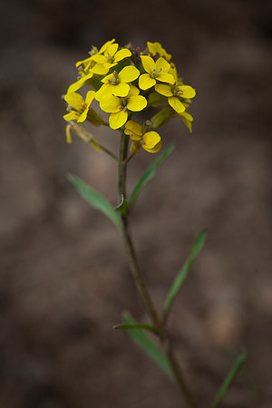 Golden Graba - Draba aurea
