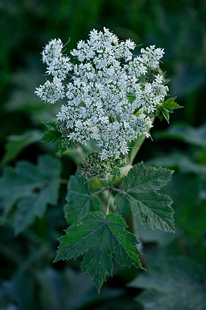 Cow Parsnip - Heracleum lanatum