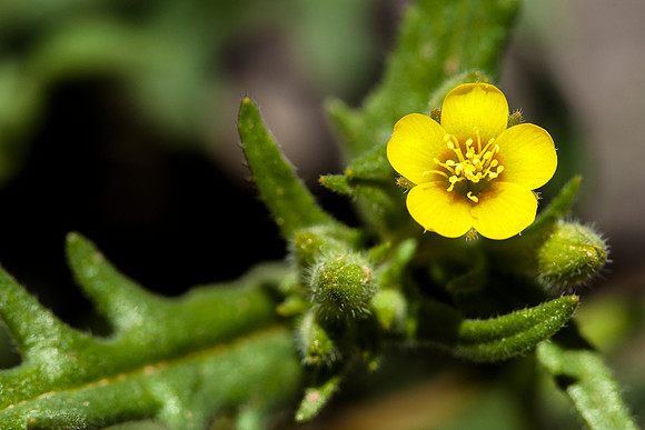 Mentzelia albicaulis