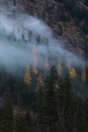 Hillside Larch at Avalanche Lake
