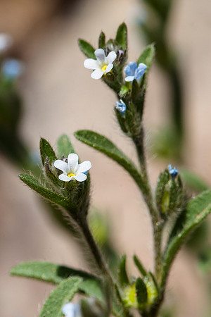 Lappula redowski - Stickseed