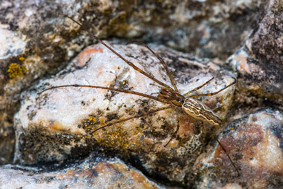Spider at Big Joe