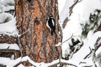 Downy Woodpecker (2)