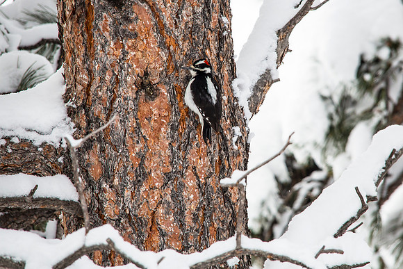 Downy Woodpecker (2)