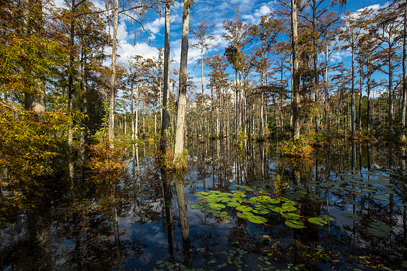 Cypress Gardens