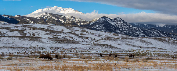 Grazing Winter Bison
