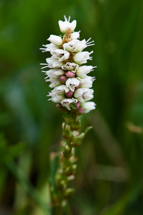 Alpine Meadow Bistort -Polygonum viviparum