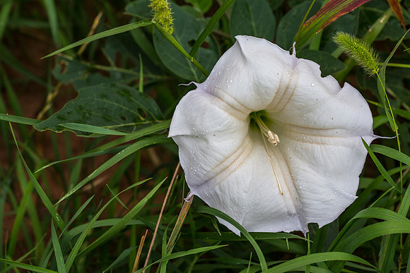 Datura