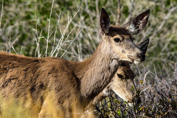 Roadside Deer