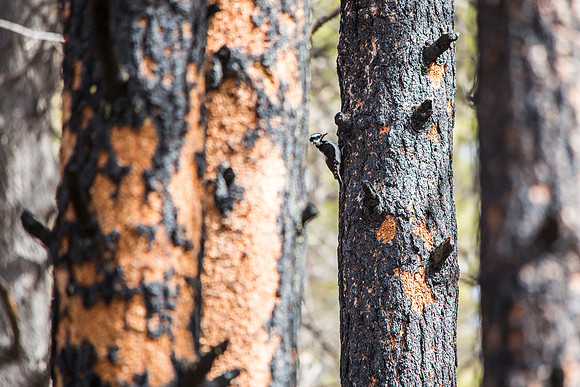 Hairy Woodpecker
