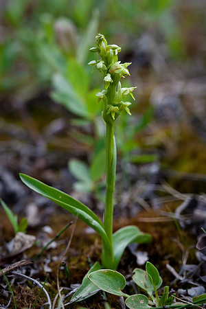 Northern Green Bog Orchid - Platanthera hyperborea