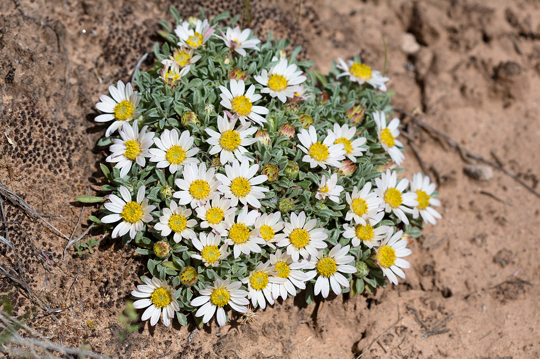 Silvery Townsendia - Townsendia incana