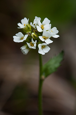 Smooth Draba - Draba hirta