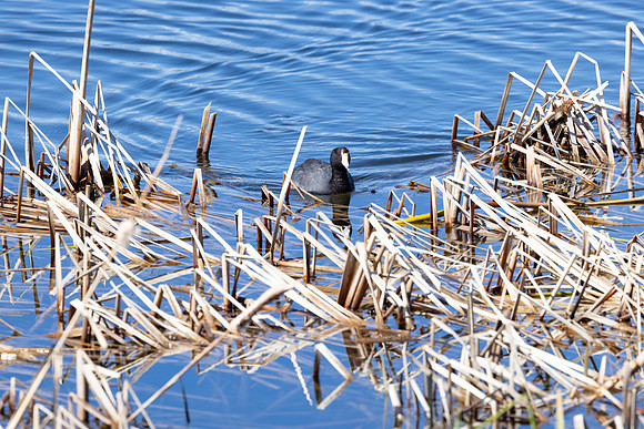 American Coot (Fulica americana)
