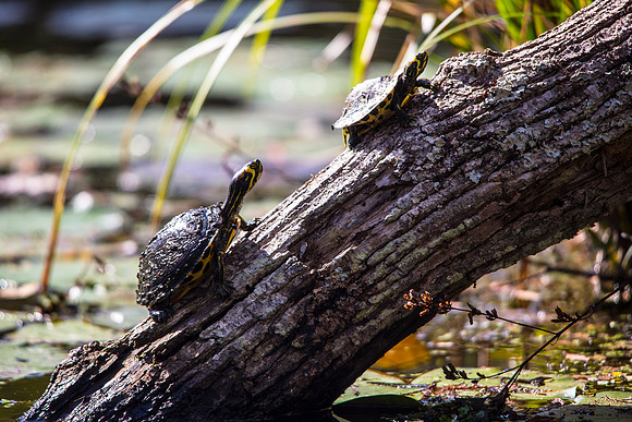 Sunning on a Long
