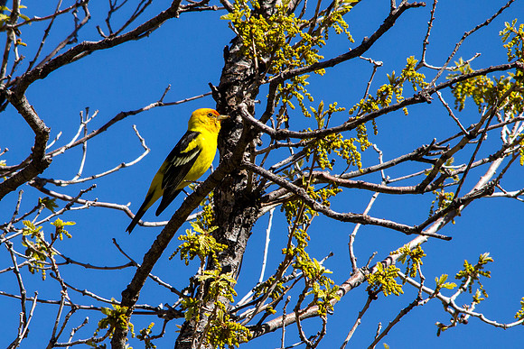 Western Tanager