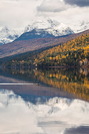 Edwards and Merganser Reflections