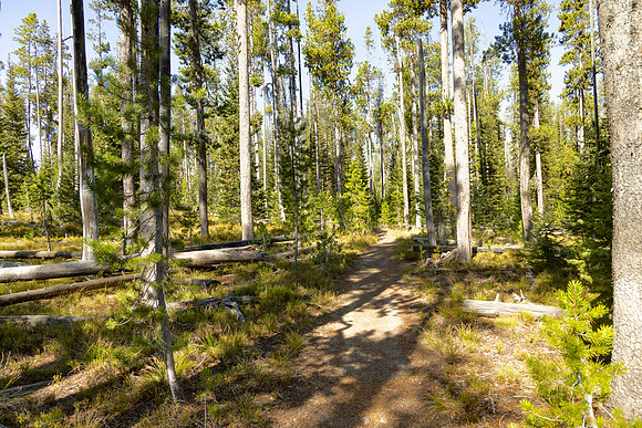 Mountain Ash Creek Trail