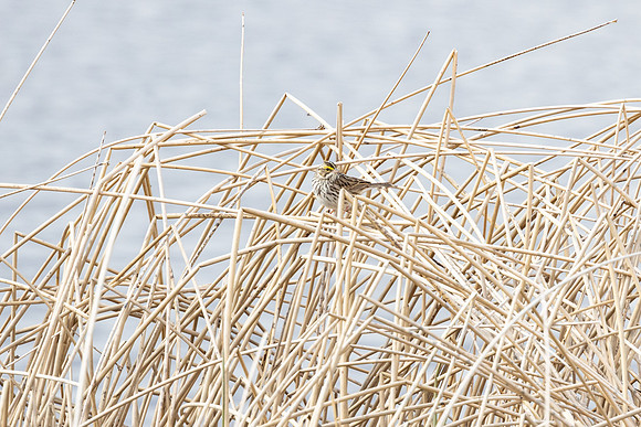 Savannah sparrow (Passerculus sandwichensis)