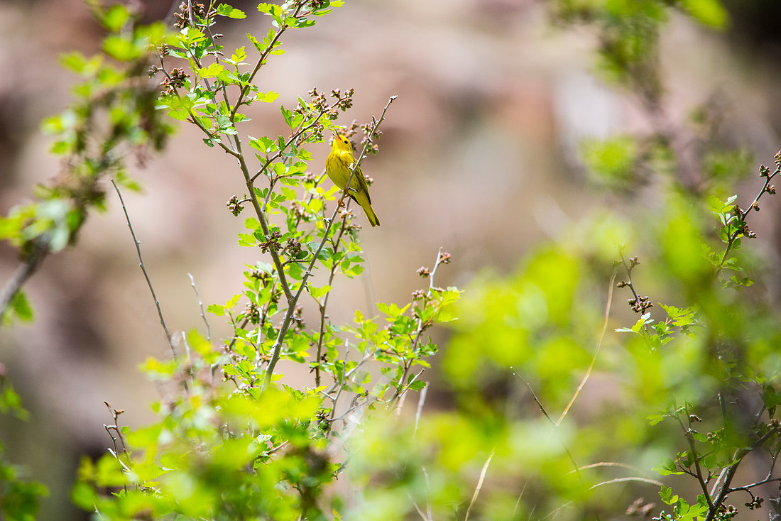 Yellow Warbler - Setophaga petechia
