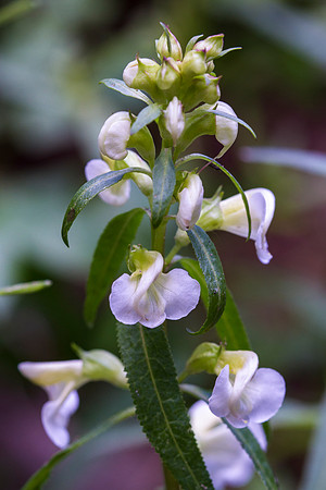 Parrot's Beak Lousewort - Pedicularis racemosa