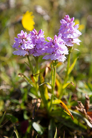 Heath spotted-orchid - Dactylorhiza maculata