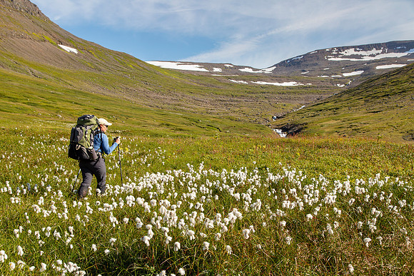 Cotton grass on the trail