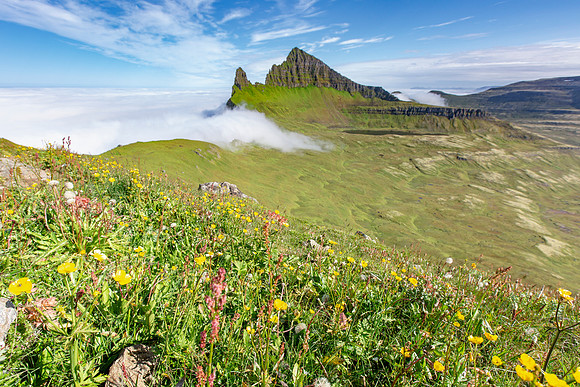Wildflower and Hornbjarg as clouds roll over the cliff (2)