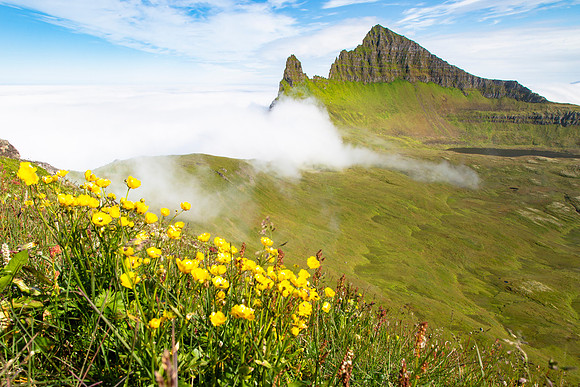 Wildflower and Hornbjarg as clouds roll over the cliff (3)