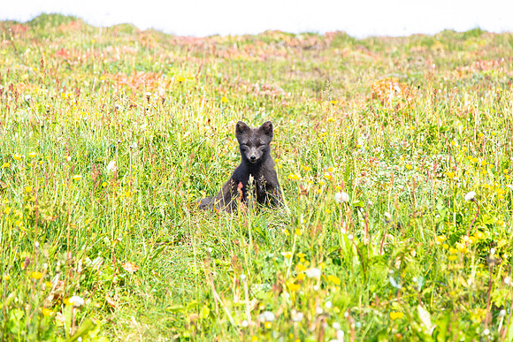 Arctic Fox at Hornbjarg