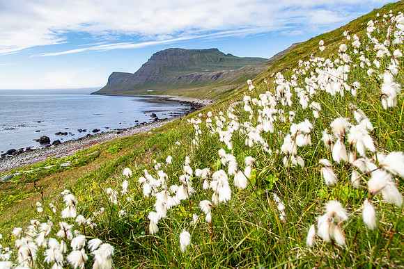 Cottongrass and the Horn
