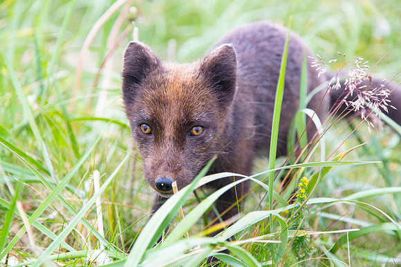 Curious arctic fox