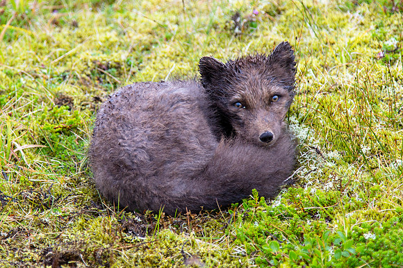 Arctic fox curled up to stay warm