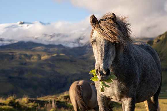 Icelandic horse and Eyjafjallajökull