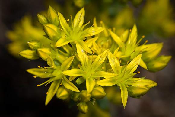 Stonecrop
