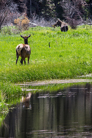 Elk and Moose Stand-off