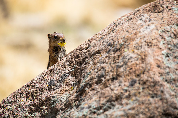 Rock Squirrel with Dandelion