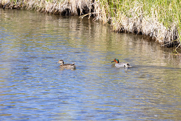Green-winged Teal (Anas crecca) male and female
