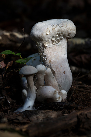 Dew on Mushroom