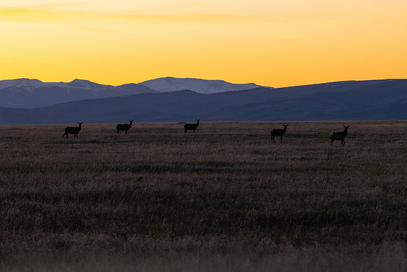 Elk group silhouetted at sunset