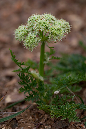 Cnidium Cnidifolium - Cnidium cnidifolium