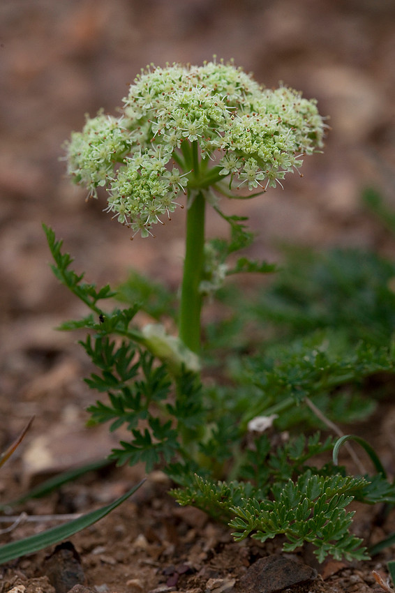 Cnidium Cnidifolium - Cnidium cnidifolium