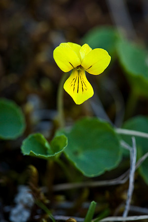 Small Yellow Violet - Viola biflora