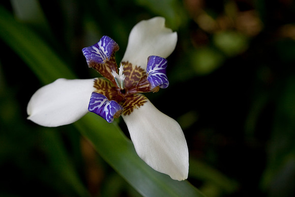 Walking Iris
