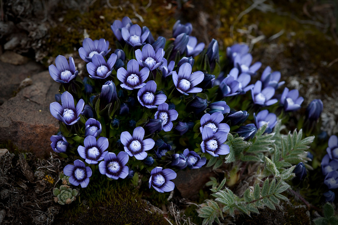 Dane's Dwarf Gentian - Gentianella tenella