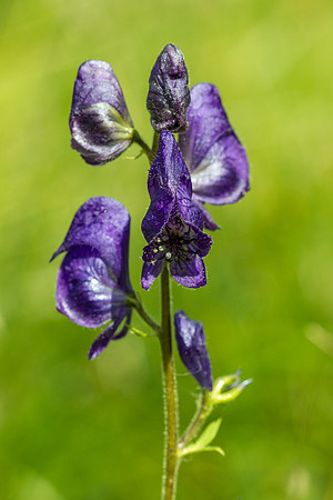 Columbian Monkshood - Aconitum columbianum