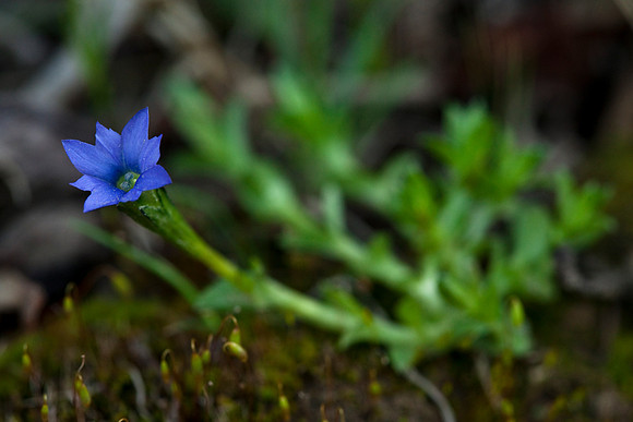 Moss Gentian - Gentiana prostrata