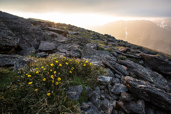 Ross Avens in the Evening Light